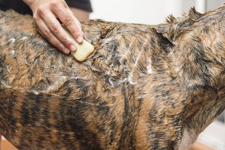 woman soaping the dog  real action 