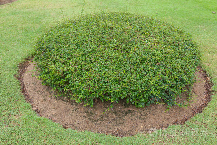 泰国花园里的室外伊克索拉灌木丛