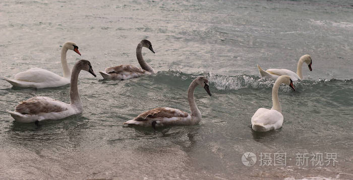 白天鹅和灰天鹅在海里游泳