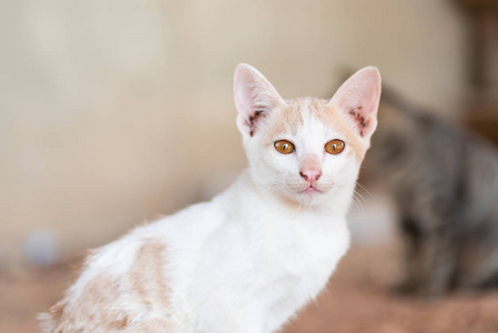 肖像 宠物 猫科动物 面对 基蒂 小猫 可爱极了 哺乳动物