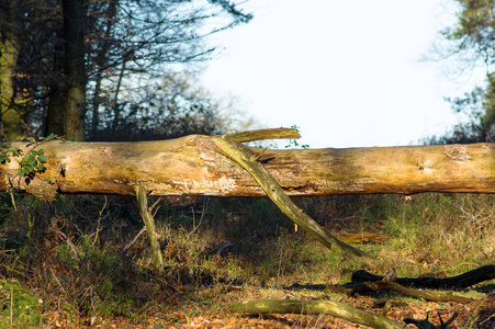 波司班克国家公园的枯树树干图片