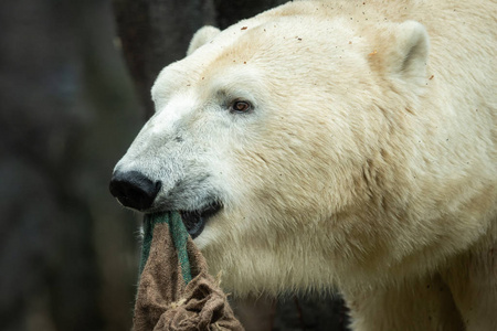 动物园里北极熊的画像