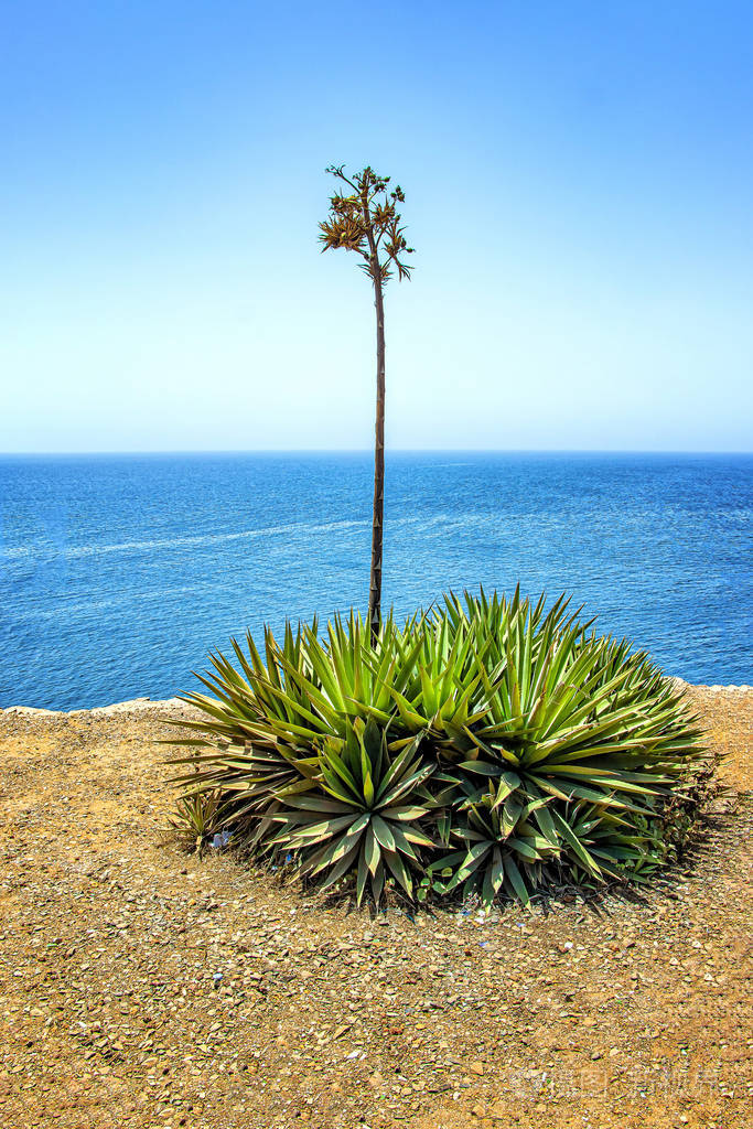 一种大型龙舌兰或其他多汁植物位于悬崖顶部有一棵小