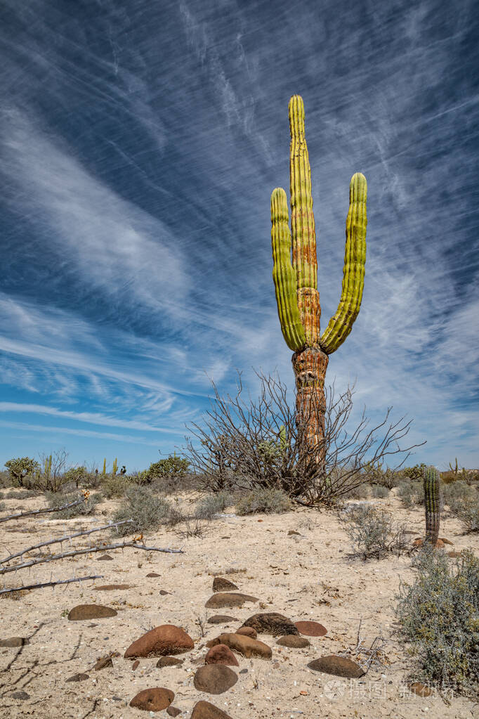 沙漠中的墨西哥巨型仙人掌