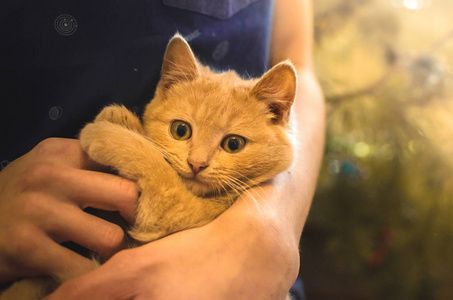 圣诞花环猫圣诞节前夕,一只小猫抱在一棵圣诞树前的男人怀里,在花环的