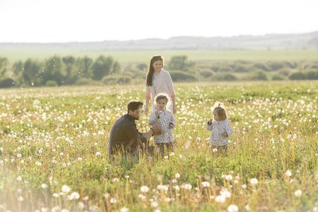  happy family walks in the field and play with dandelions