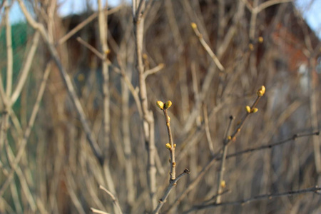 自然 森林 季节