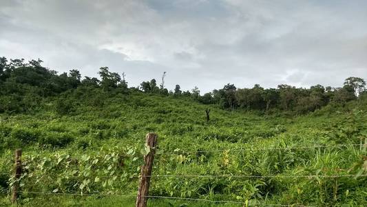 自然 旅游业 树叶 公园 绿色植物