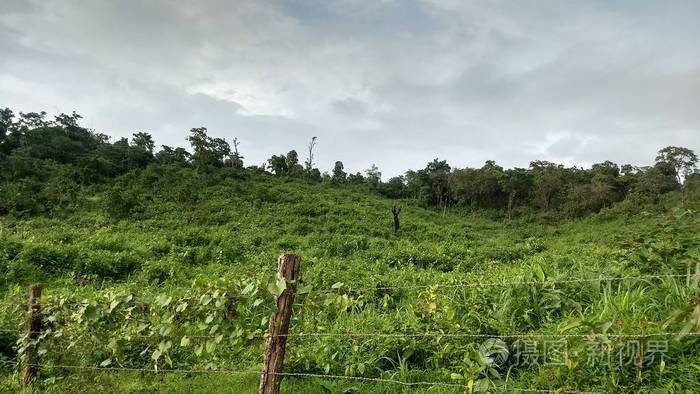 自然 旅游业 树叶 公园 绿色植物