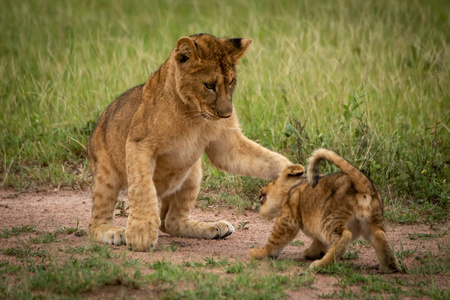 小狮子站在草地上用爪子抓另一只