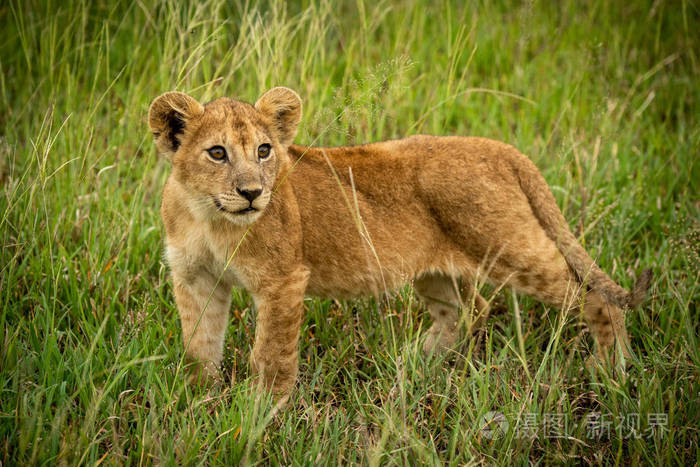 小狮子站在草地上转头