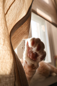 爪子 宠物 小猫 毛皮 肖像 基蒂 美丽的 睡觉 可爱的