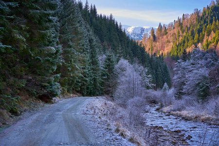 森林 阿尔卑斯山 冬季 木材 环境 交通 滑的 公路 季节