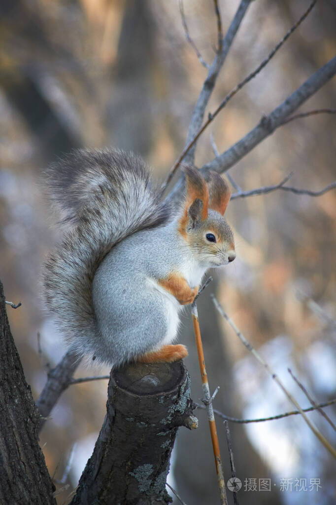 在一个阳光明媚的冬日里一只可爱的红松鼠坐在树桩上吃种子