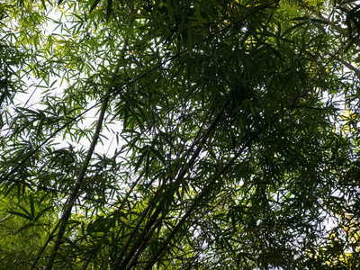 公园户外美丽的竹子