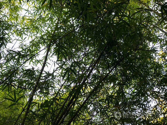 公园户外美丽的竹子