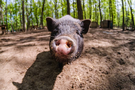 农场里的猪，哺乳动物的鼻子，特写肖像。