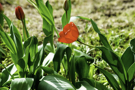 春天生长在绿色草坪上的红色郁金香