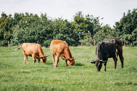 奶牛在草地上吃草。牛在青草上吃草。