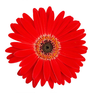 Red gerbera flower head isolated on white background closeup. 