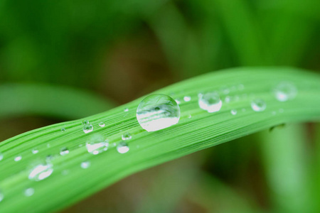 凝结 植物 液滴 环境 液体 生长 自然 雨滴 夏天 花园