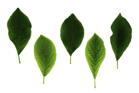 白色背景上孤立的五片青梅叶照片