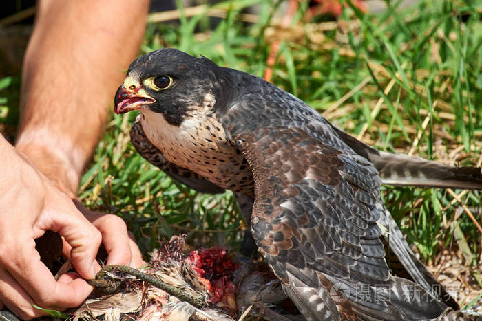 猎鹰以捕获的鸟的肉为食