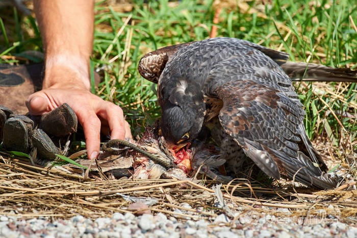 猎鹰以捕获的鸟的肉为食
