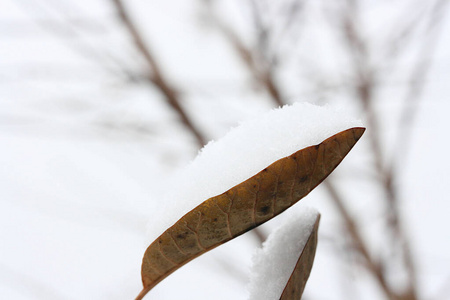 植物 降雪 分支 落下 秋天 灌木 寒冷的 冷冰冰的 美女