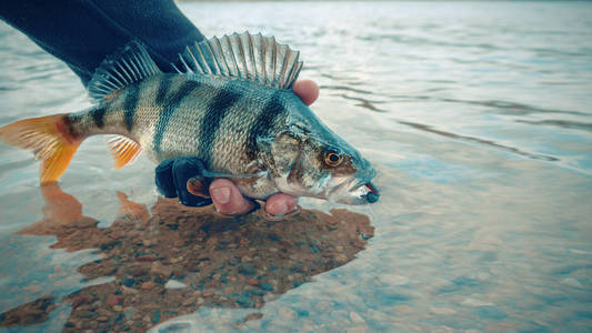 Perch closeup. Fishing on the principle catch and release