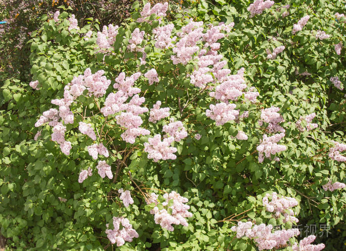 春天公园里开放的粉红色丁香花丛俯视图
