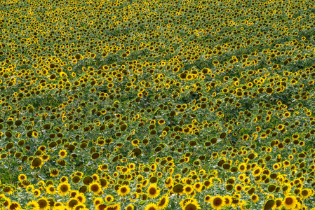 法国普罗旺斯向日葵园图片