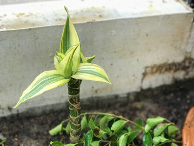 花盆中龙血树的特写镜头