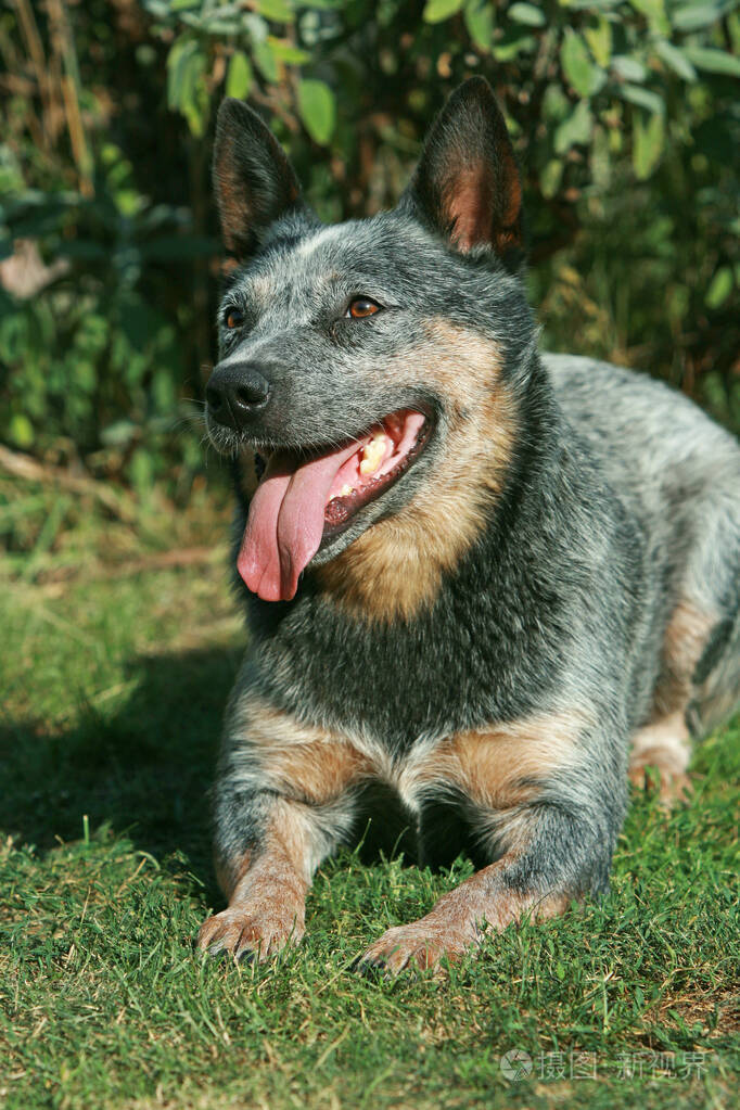 漂亮的澳大利亚牛狗躺着