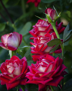 新鲜的粉红色玫瑰花园。自然花束特写，背景为红玫瑰。