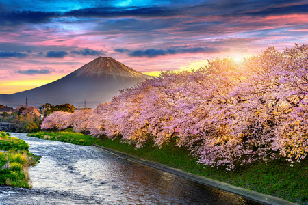 樱花和富士山在春天日出，静冈在日本。