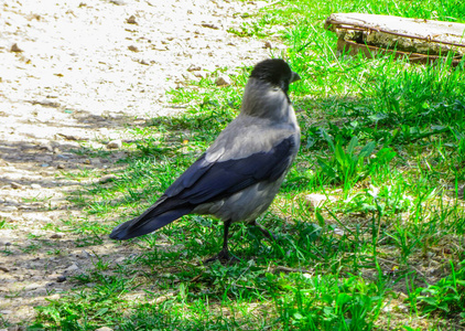 公园里的乌鸦在草地上黑色的大个子站在草地上。