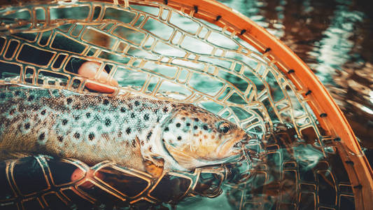 Beautiful brown trout in fishing landing net. Fishing principle 