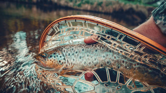 Beautiful brown trout in fishing landing net. Fishing principle 