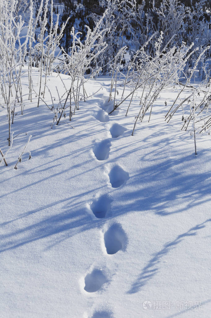 雪中的脚印