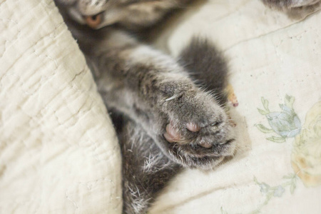 温暖的猫咪图片