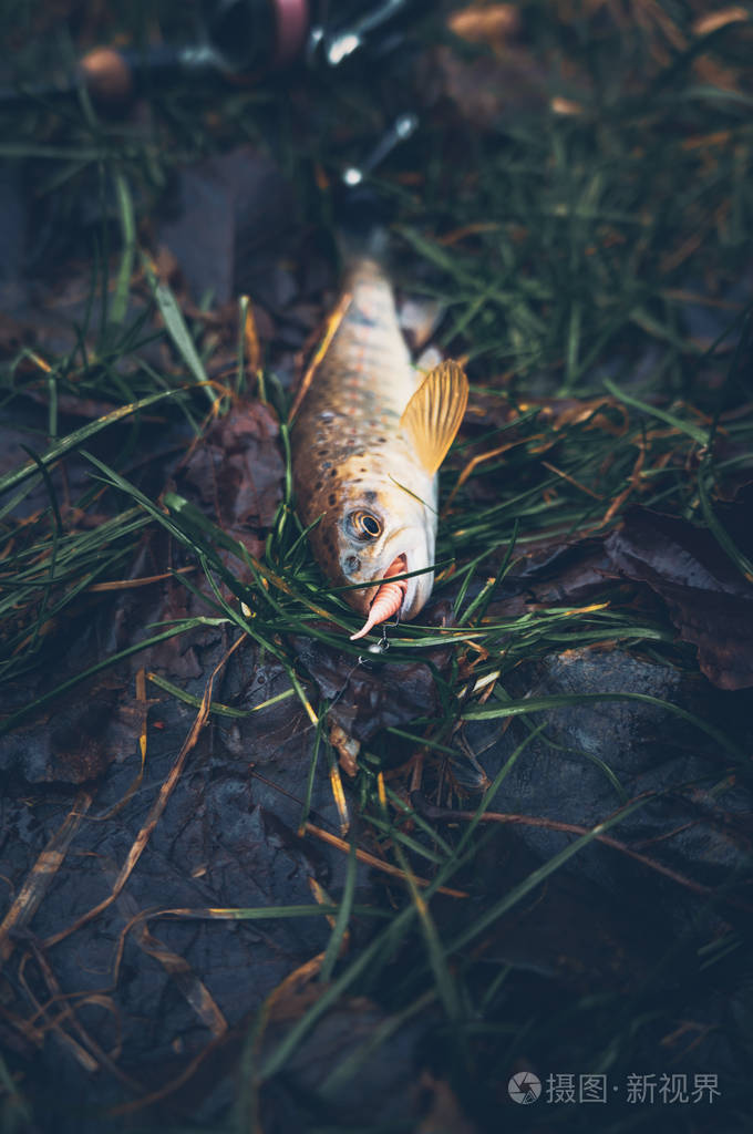 一条美丽的小鳟鱼在纺纱