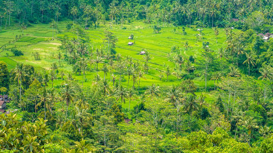 印度尼西亚，巴厘岛，稻谷，柏油树和一些小屋