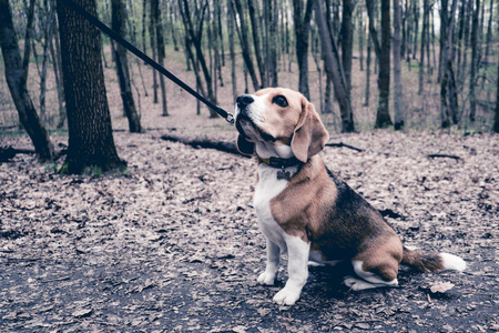 一只猎犬在户外的肖像