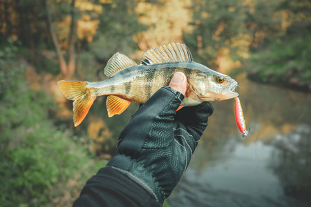 Perch closeup. Fishing on the principle catch and release