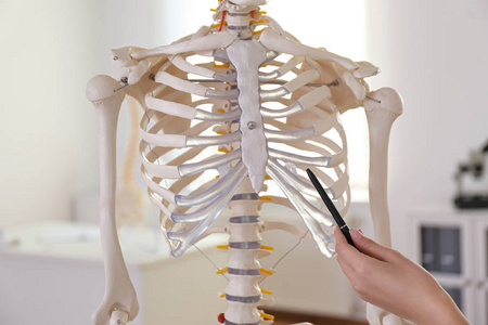 脊椎按摩疗法 人类 学习 诊所 骨科医生 照顾 在室内 医学