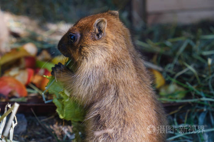土拨鼠在草地上吃着卡巴德胡萝卜和苹果