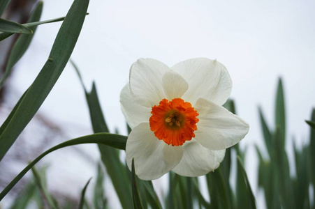 水仙花 兰花 花的 开花 植物 春天 花瓣 郁金香 美女