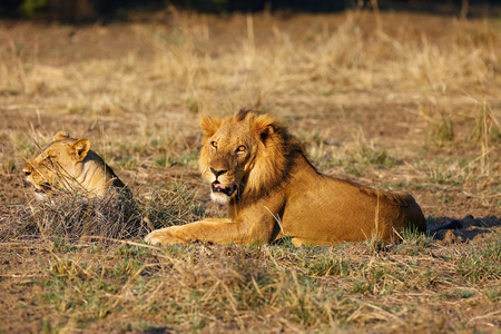 野生动物 国王 危险的 成人 国家的 赞比亚 动物 自然