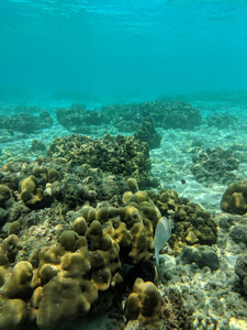 生活 动物 野生动物 自然 旅行 浮潜 暗礁 加勒比 水肺